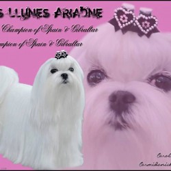Ch. Les Llunes Ariadne